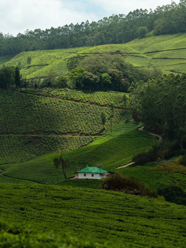 Munnar Tea Hills — property photograph