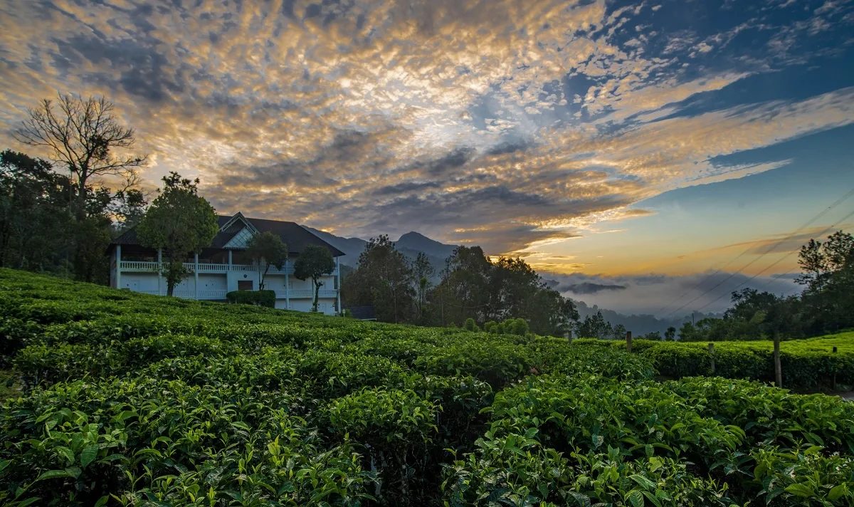 Tea Harvester — property photograph